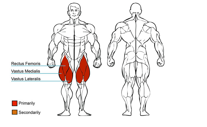 大腿伸展训练器肌肉图
