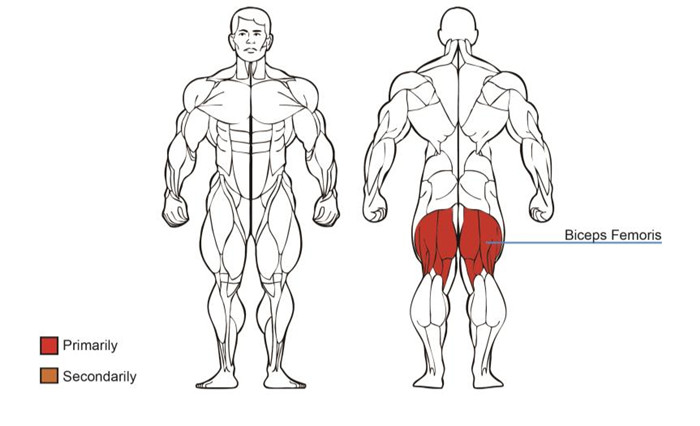 大腿屈伸训练器肌肉图