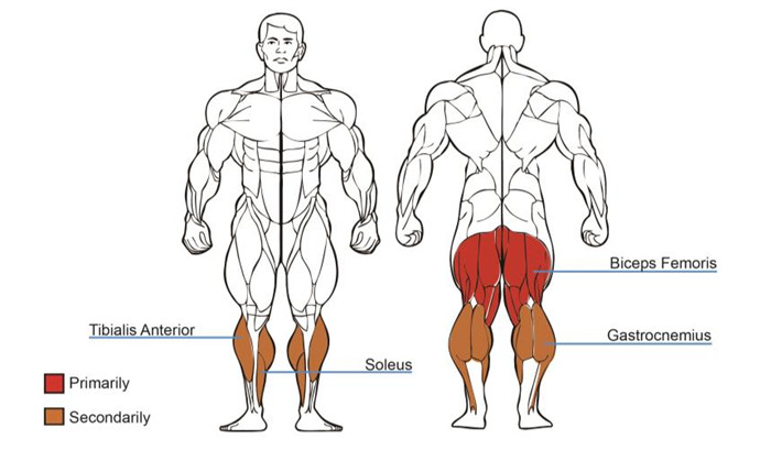 卧式曲腿训练器肌肉图